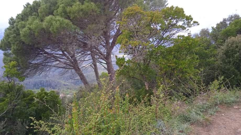 La Terraza Ξενοδοχείο Μπανιόλες Εξωτερικό φωτογραφία